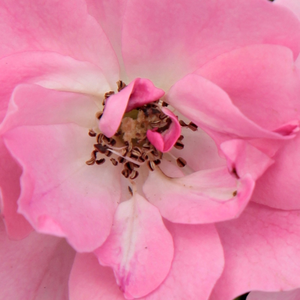 Róże ogrodowe - róże rabatowe polianty - różowy  - Rosa  Kempelen Farkas emléke - róża bez zapachu - Márk Gergely - Na rozłożystych krzewach rozwijają się bukiety 3-4 centymetrowych, do połowy napełnionych kwiatów.